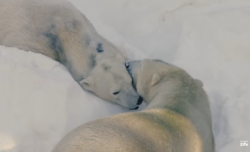 Белых медведей в зоопарке порадовали снегом (ВИДЕО)