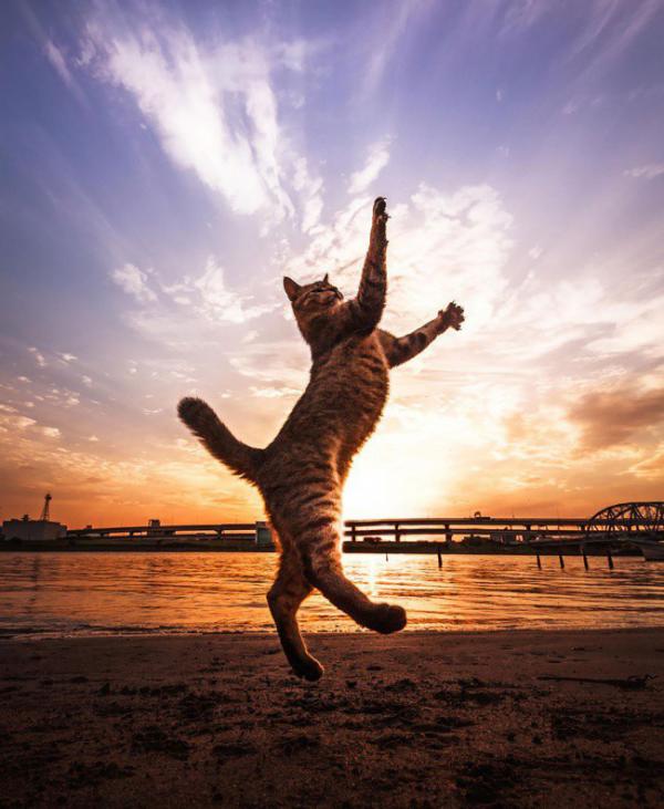 Фотографии котов, сделанные в самый нужный момент (ФОТО)