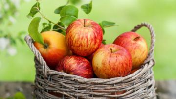 Специалисты выяснили, что яблочная диета может предотвратить инфаркт