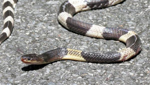 10 самых опасных змей на планете (ФОТО)