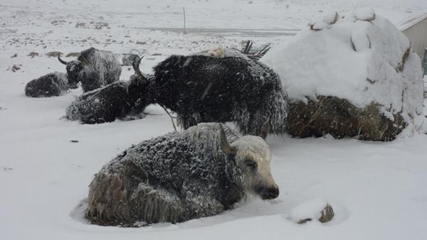 Вспомнить все. Как выглядели сильнейшие в истории снегопады (ФОТО) 
