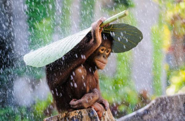 Все победители престижного конкурса National Geographic Photo 2015 (ФОТО)