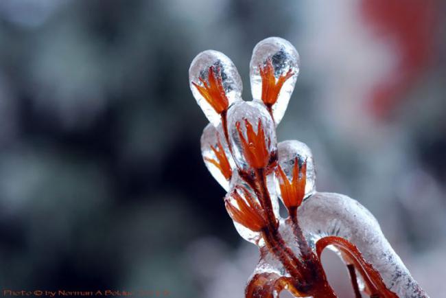 25 ледяных скульптур, созданных самой природой (ФОТО)