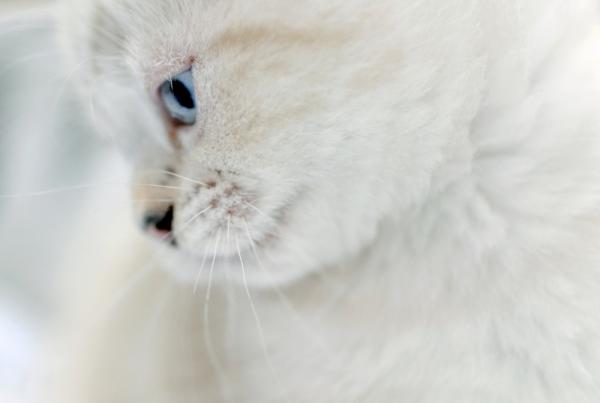 В мире животных: любителям котов посвящается (ФОТО)