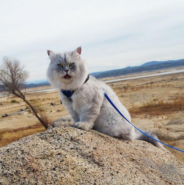 Кот-путешественник стал звездой Instagram (ФОТО)