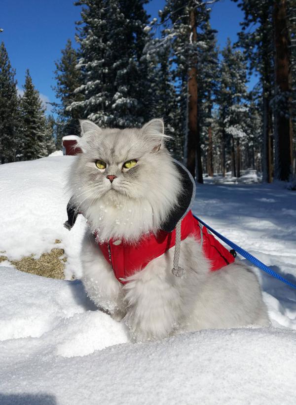Кот-путешественник стал звездой Instagram (ФОТО)