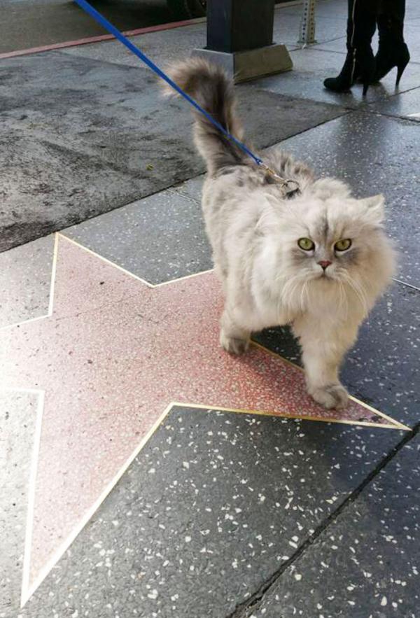 Кот-путешественник стал звездой Instagram (ФОТО)