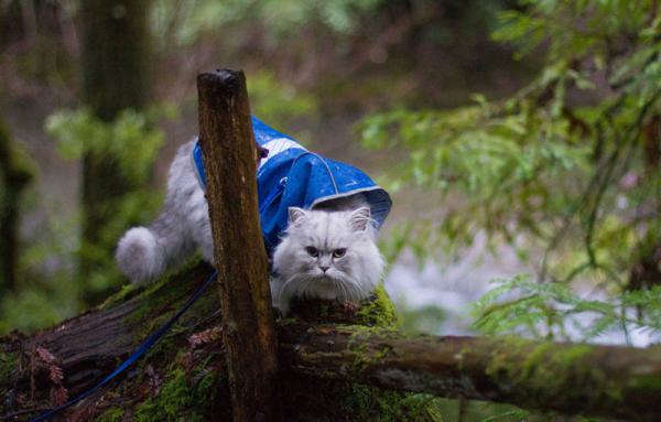 Кот-путешественник стал звездой Instagram (ФОТО)