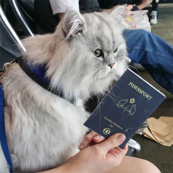 Кот-путешественник стал звездой Instagram (ФОТО)