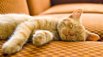 25 кошек, которые могут спать где угодно и как угодно (ФОТО)