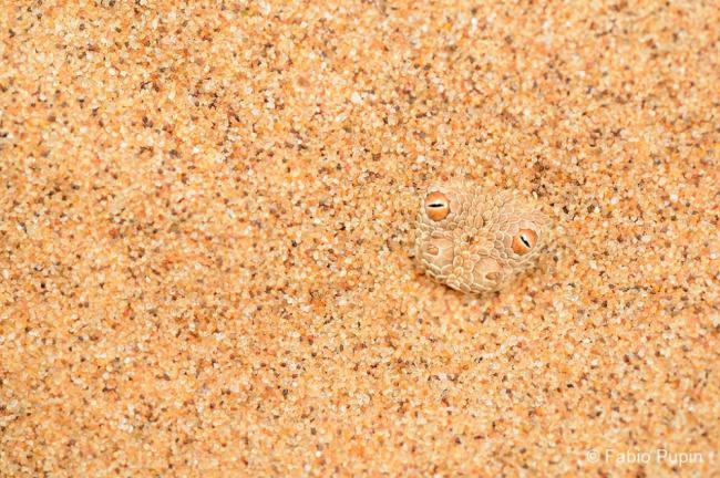 Над эффектностью этих снимков потрудилась сама природа (ФОТО)