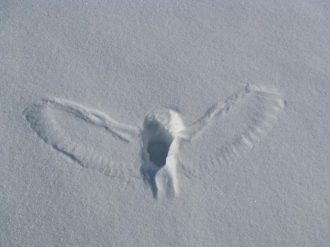 Над эффектностью этих снимков потрудилась сама природа (ФОТО)