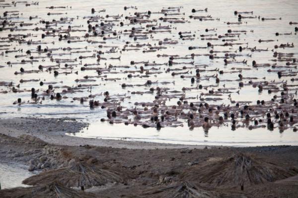 В защиту Мертвого моря. Голый флешмоб в Израиле (ФОТО)