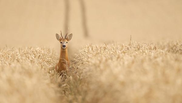 Самые красивые снимки животных со всего мира (ФОТО)