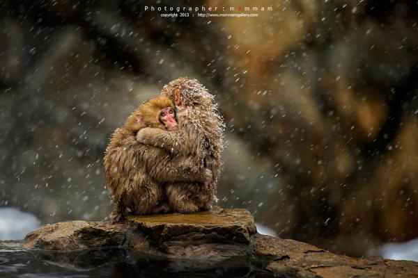 Самые красивые снимки животных со всего мира (ФОТО)