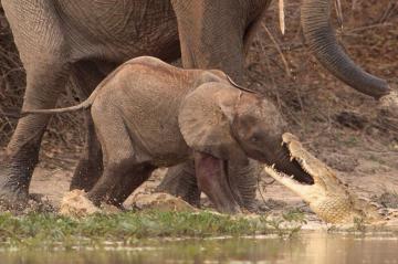 Слоны своих не бросают. Героическое спасение от крокодила (ФОТО)