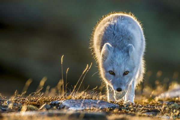 15 красивых фотографий дикой природы (ФОТО)