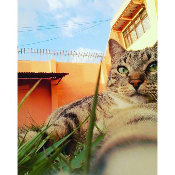 Эти животные научат, как правильно делать сэлфи! (ФОТО)