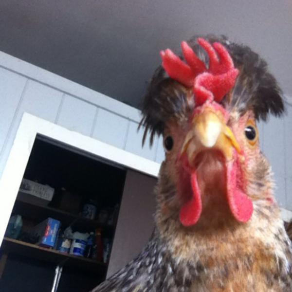 Эти животные научат, как правильно делать сэлфи! (ФОТО)