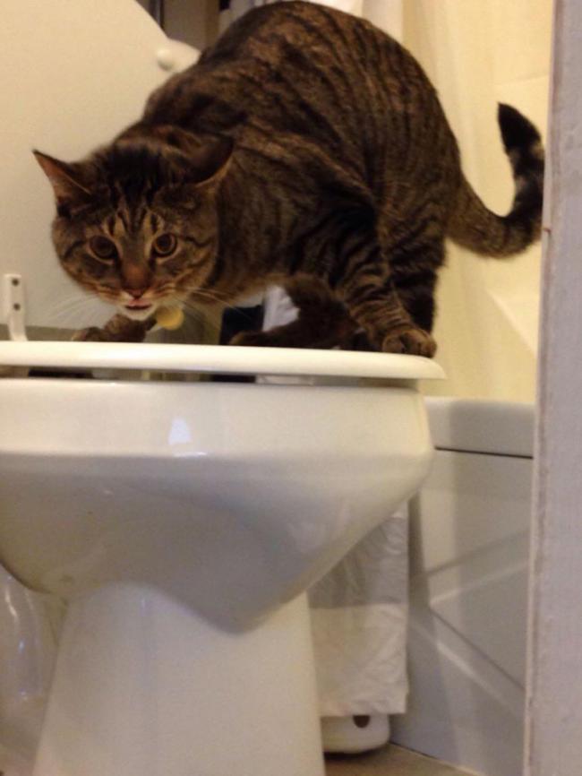 13 котов-хулиганов, которых поймали на месте преступления (ФОТО)