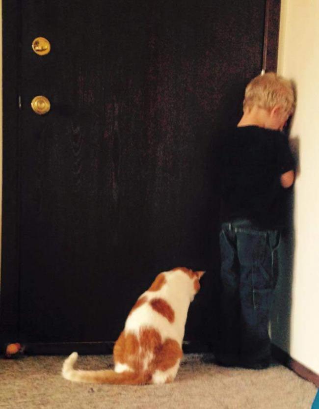 13 котов-хулиганов, которых поймали на месте преступления (ФОТО)