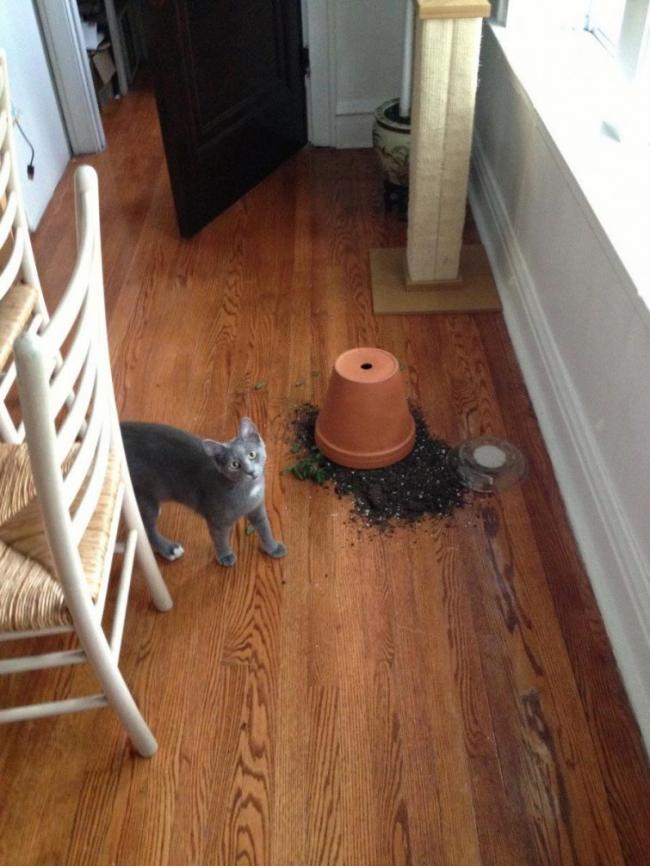 13 котов-хулиганов, которых поймали на месте преступления (ФОТО)