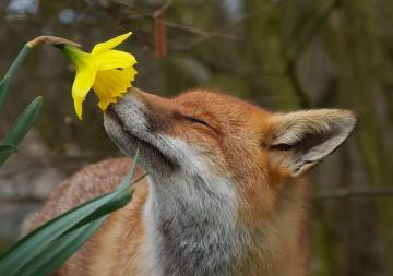 15 милых животных, которые с нетерпением ждут весну (ФОТО)