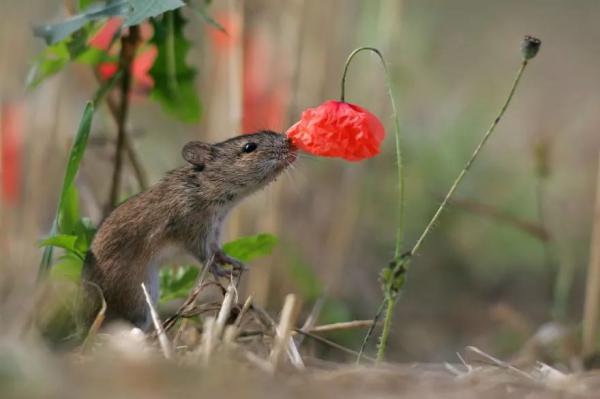 15 милых животных, которые с нетерпением ждут весну (ФОТО)