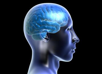 Найден отдел мозга, отвечающий за «закон подлости», - ученые