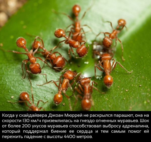 20 невероятных фактов о нашем мире, которые вас удивят (ФОТО)