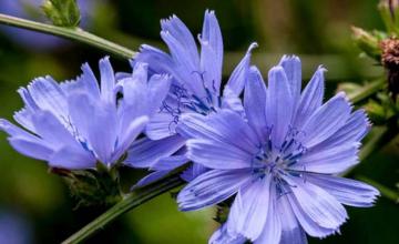 Синий цветок. О необыкновенной пользе цикория