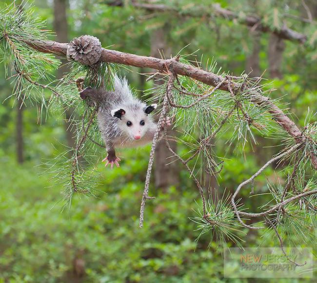 Самые милые зверушки из всех, что вы видели (ФОТО)