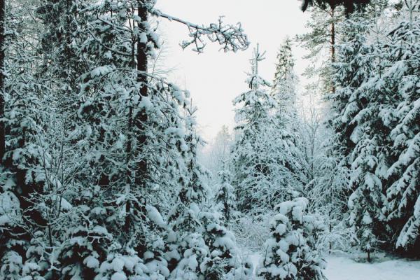 Карелия - путешествие в зимнюю сказку (ФОТО)