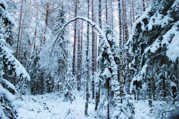 Карелия - путешествие в зимнюю сказку (ФОТО)