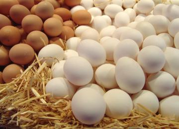 Куриные яйца помогают организму в борьбе с диабетом, - ученые
