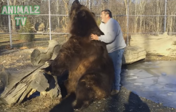 Американец сделал массаж 700-килограммовому медведю (ВИДЕО)