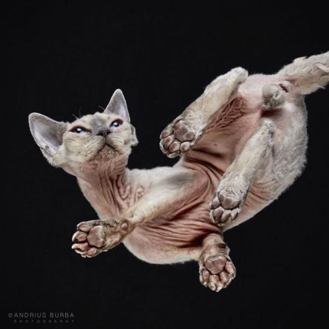 Под котами. Фотограф снимает животных в необычном ракурсе (ФОТО)
