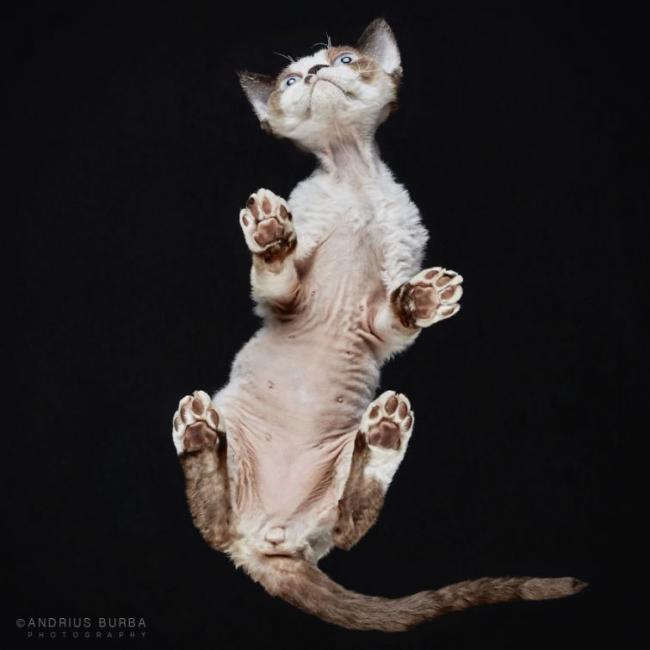 Под котами. Фотограф снимает животных в необычном ракурсе (ФОТО)