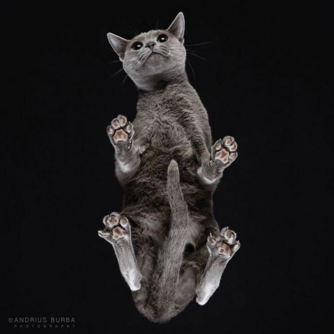 Под котами. Фотограф снимает животных в необычном ракурсе (ФОТО)