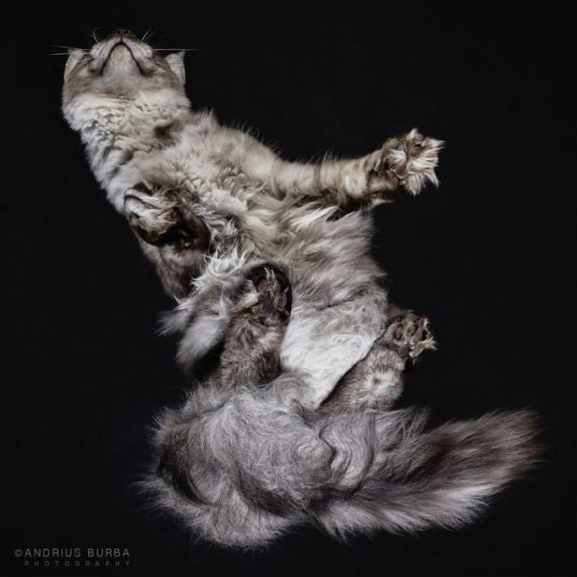 Под котами. Фотограф снимает животных в необычном ракурсе (ФОТО)