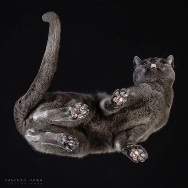 Под котами. Фотограф снимает животных в необычном ракурсе (ФОТО)