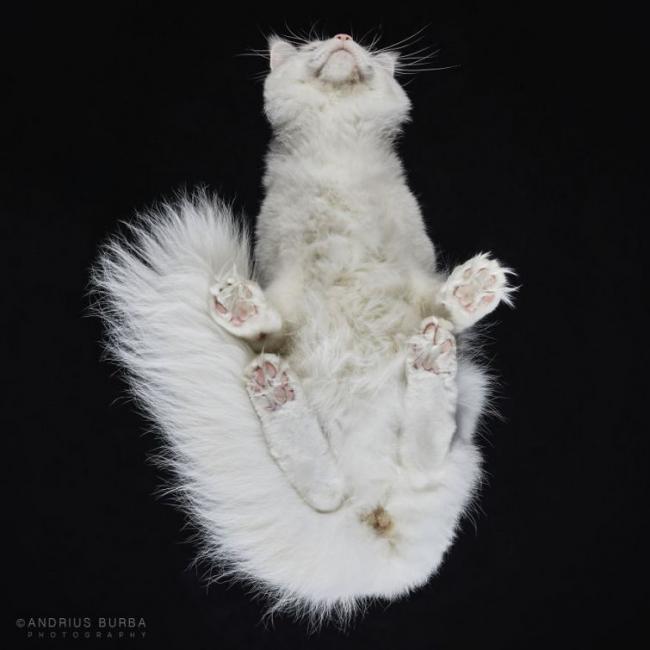 Под котами. Фотограф снимает животных в необычном ракурсе (ФОТО)