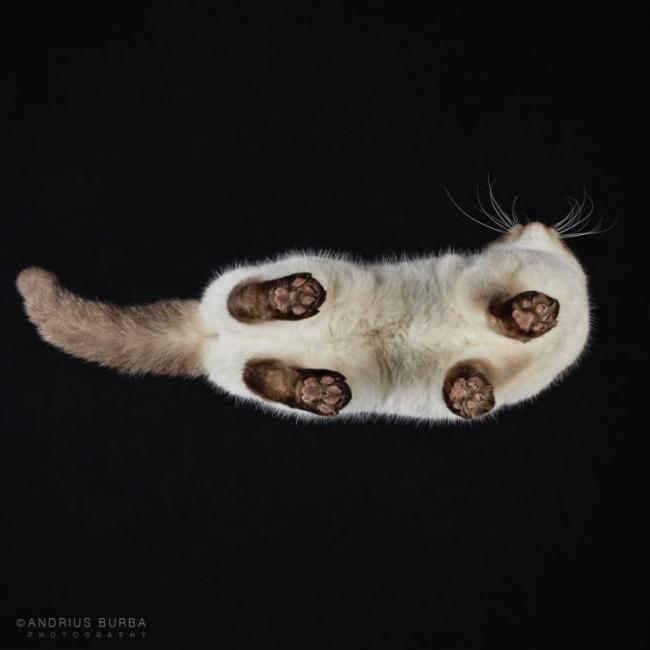 Под котами. Фотограф снимает животных в необычном ракурсе (ФОТО)