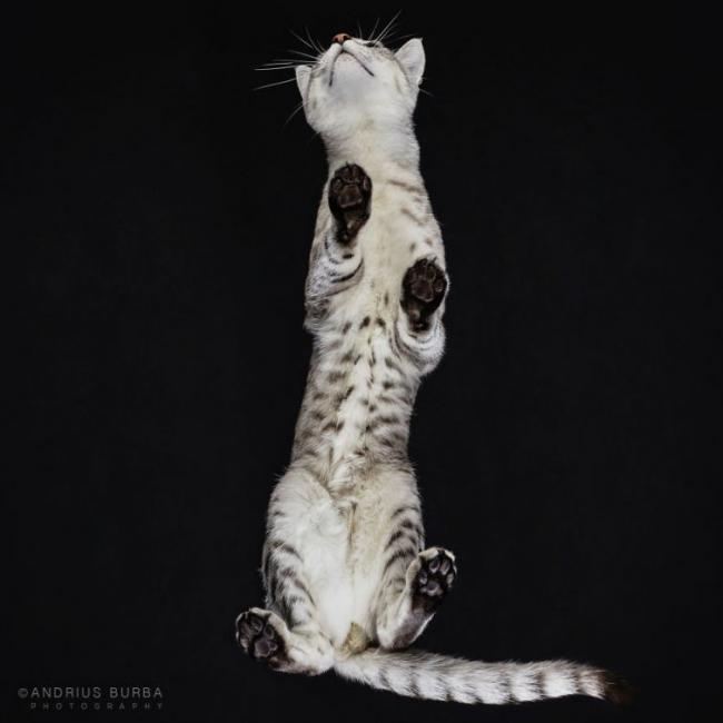 Под котами. Фотограф снимает животных в необычном ракурсе (ФОТО)