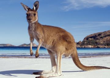 Житель Австралии хотел установить бомбу в сумке кенгуру