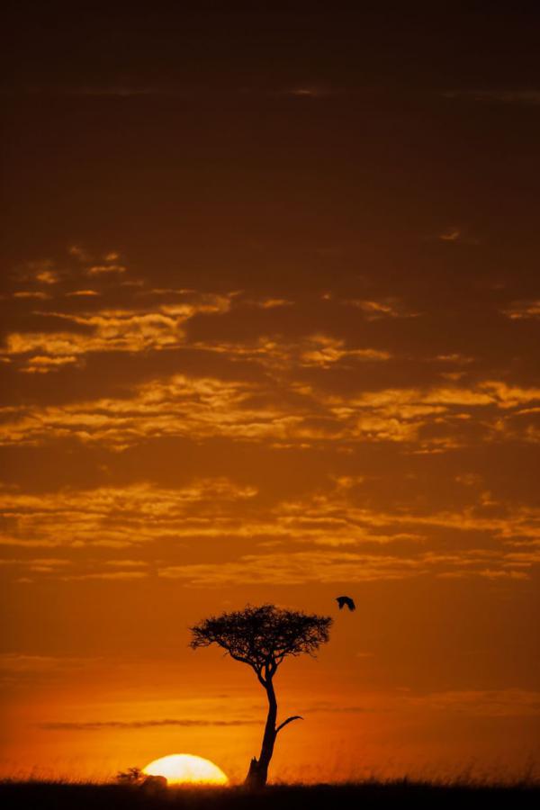Африканская красота. Как выглядит заповедник "Масаи-Мара" (ФОТО)