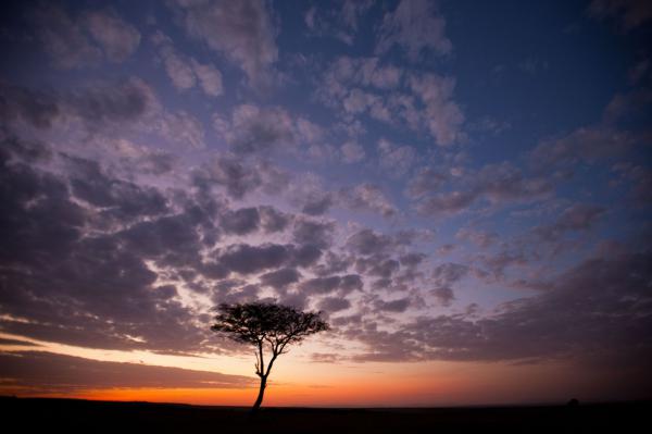 Африканская красота. Как выглядит заповедник "Масаи-Мара" (ФОТО)