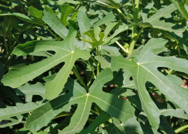 10 ужасных и шокирующих праздников народов мира (ФОТО)