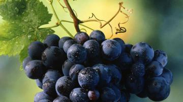 Медики рассказали, как избавиться от лишнего веса с помощью винограда