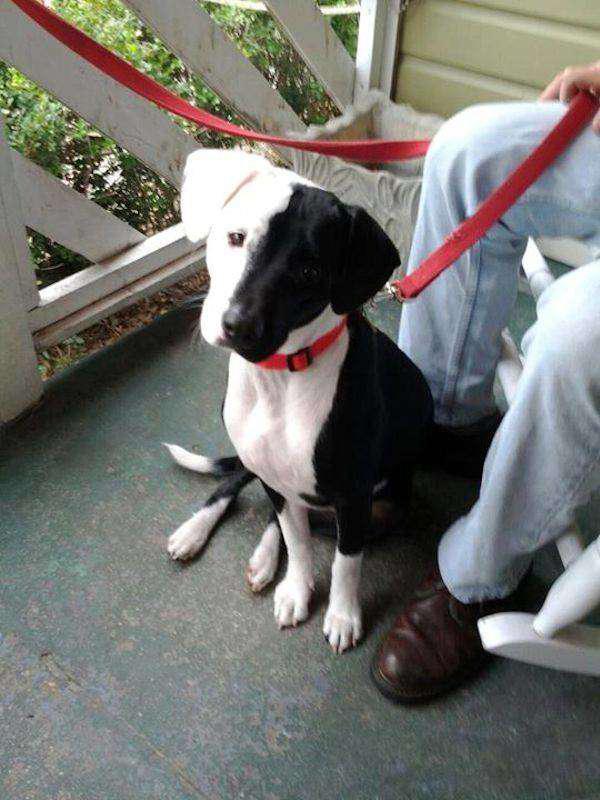 Природа пошутила: 15 собак, получивших удивительный окрас (ФОТО)